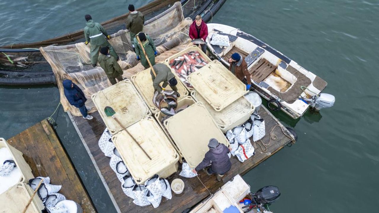 Denize kıyısı olmayan Tokat, dünyanın en büyük pazarlarına somon ihraç ediyor