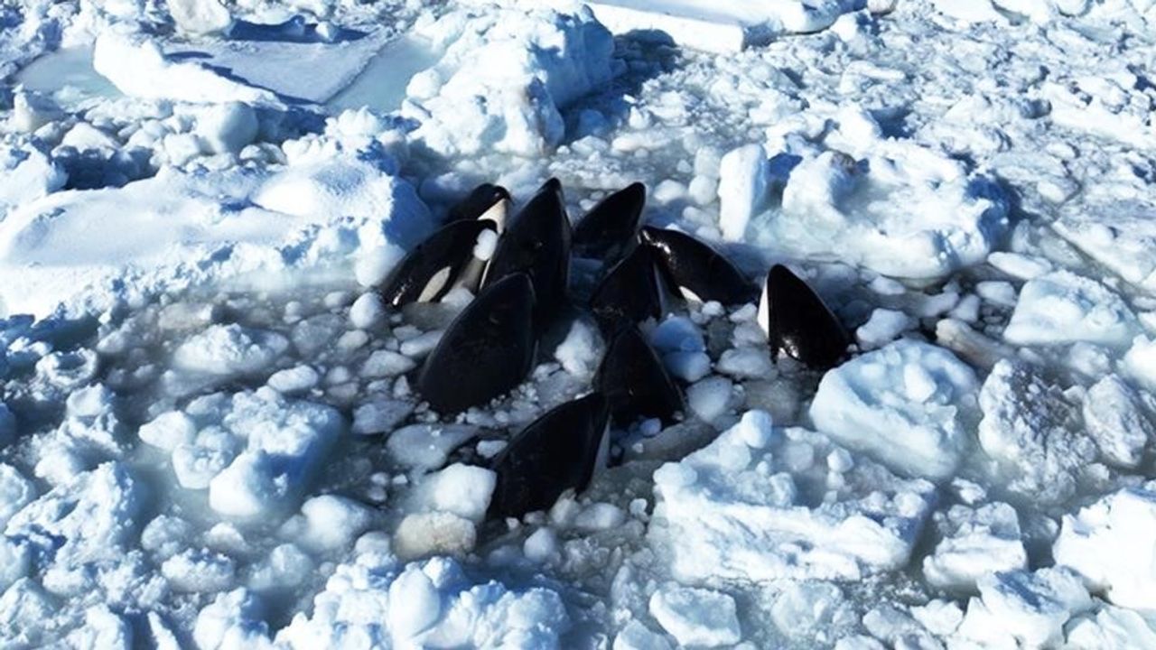 Japonya'da katil balinalar buz kütlesine sıkıştı
