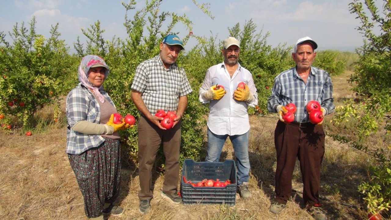 Silifke'de yılın ilk erkenci nar hasadı başladı