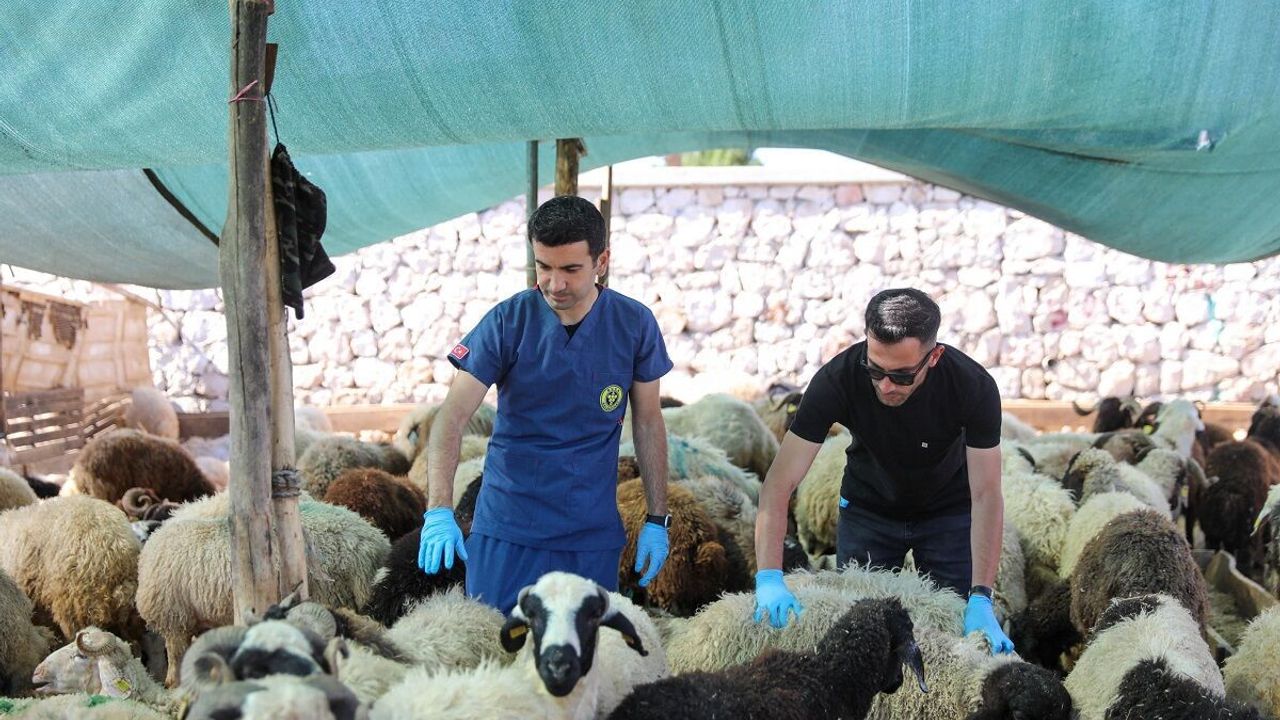Kurban hangi güne kadar kesilebilir? Kurban Bayramı’nın 4. günü kurban kesilir mi? Diyanet açıkladı