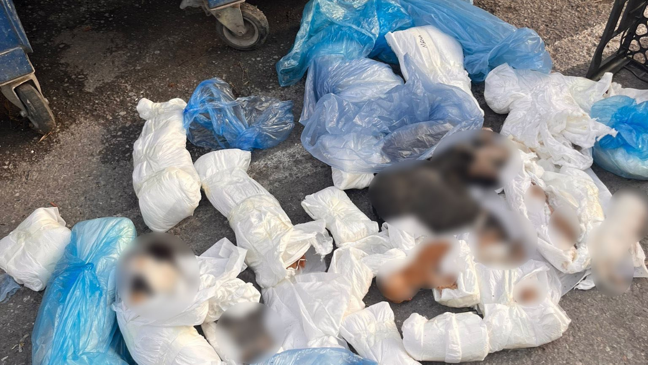 Buca'da çöpte 33 ölü kedi bulunmuştu: Veteriner hekim gözaltına alındı