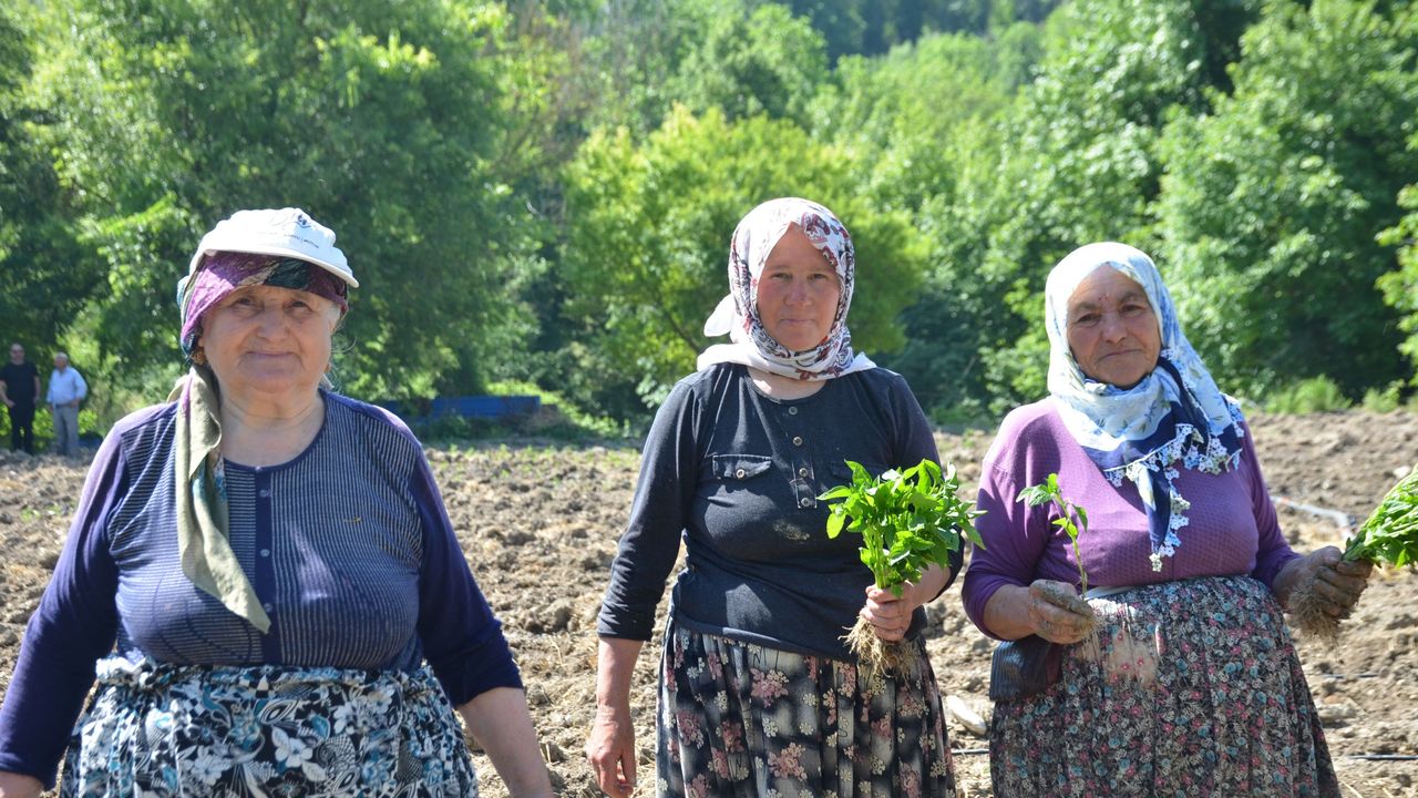 Bu köy sonbaharda kırmızıya bürünüyor! Nedeni dikk