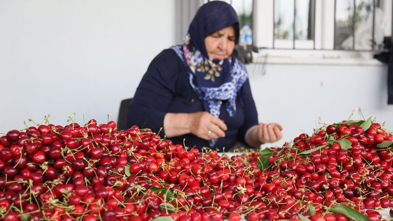 Türkiye’nin kiraz sektöründe yeni dönem başladı! Hedef 60-70