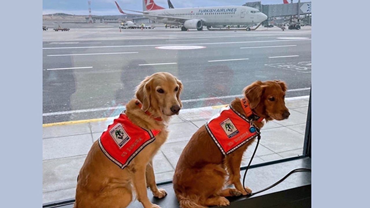 THY, deprem bölgesinde can kurtaran köpekleri "business" koltuklarda uçurdu