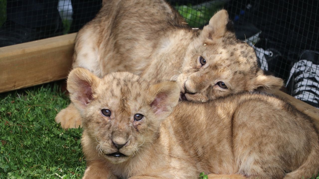 Cumhurbaşkanı Erdoğan'a hediye edilen aslanların Gaziantep'te dünyaya gelen dört yavrusu tanıtıldı