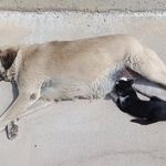 Görenleri şaşırtan dostluk: Kedi köpeği annesi sanıyor