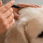 Köpeklerde kıtık oluşmaması için ne yapılır? Tüylerin düğümlenmesini önleyen bakım önerileri