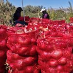 Kilosu yaklaşık 30 lira! Kılıçlar soğanında hasat zamanı