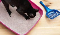Ne kadar temizleseniz de gitmiyor mu? Kedi tuvaletinin kokmasını önlemenin basit yolunu veterinerler açıkladı