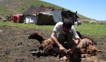 Kar geç eridi, göçerlerin yayla yolculuğu gecikti! Sonunda çadırlar kuruldu, sağım başladı