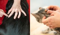 Yaz aylarının kabusuna son! Kedi ve köpekleri pirelerden kurtarmanın en doğal yolu: Tarifi uzman veterinerlerden geldi