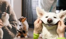 Kedi ve köpeklerin sevgi dili farklı! Yaptığı bu hareketler her şeyi anlatıyor: İşte dikkat çeken işaretler...