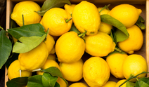 Dalında 5 TL, markette 100 TL! Tarlada ucuz, rafta cep yakıyor: Limonda fiyat farkı dudak uçuklattı