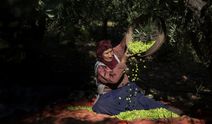 Asırlık zeytin ağaçlarının gölgesinde hasat! Derik’te üreticilerin yoğun mesaisi