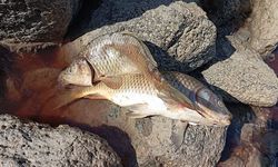 Karasu Çayı'na dökülen kimyasal atıklar yüzlerce balığı öldürdü