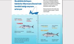 Marmara Denizi'nde tombik balığı sayısı artıyor