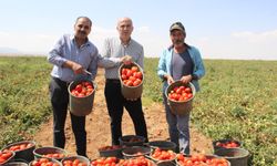 Salçalık domates ve biber hasadı başladı