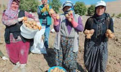 ‘Agria’ cinsi patateste hasat başladı