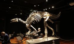 Dinozor Barry, 930 bin Euro’ya satıldı