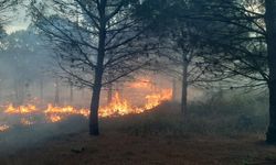 Karabiga’da çıkan orman yangını kontrol altına alındı