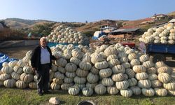 Kestane kabağı üretiminde bu yıl rekor artış yaşandı