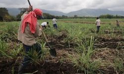 Kolombiya yoksul çiftçilere toprak dağıtacak