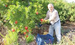 Narda 20 bin ton rekolte bekleniyor