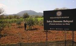 Sakız deneme bahçesi ilk ürünlerini verdi