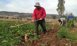 Şeker pancarında imece usulü hasat!