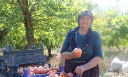 Tescilli Kuytucak narında hasat başladı