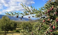 Zeytin ağaçları ekosistemin koruyucuları