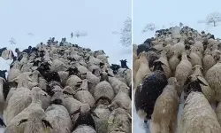 Çoban ve koyunları karda mahsur kaldı; yardıma sürü sahibi yetişti