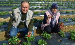 Köprübaşı'nın verimli topraklarından bereket fışkırıyor