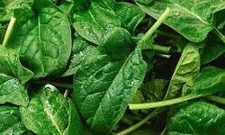 Ispanağın sağlığa yararları: Doğanın yeşil hazinesi