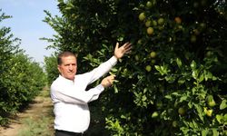 Limon dalında kaldı, üretici limonata çözümü bekliyor