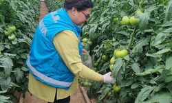 Örtüaltı üretim alanlarından domates numuneleri alındı
