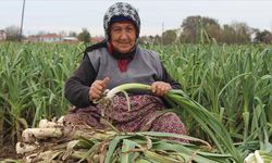 Bu sene herkes pırasaya doyacak! Bafra Ovası'nda 25 bin ton rekolte bekleniyor