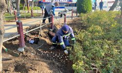 Sincan’da lale soğanı toprakla buluştu