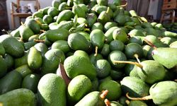 Avokado üreticileri hasat yaptı