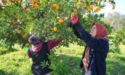 Coğrafi işaretli Havran Mandalinası hasat ediliyor