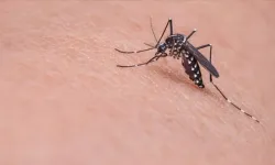 Dang humması tehdidi: Sivrisinek kaynaklı viral hastalığa karşı küresel mücadele