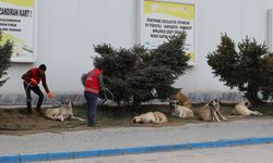 Elbistan'da sahipsiz hayvanlar belediye ekiplerince toplanıyor