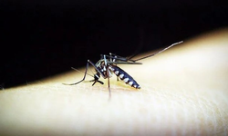 DSÖ açıkladı: Sıtma vakaları artıyor