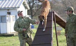 TSK'nın devriye köpekleri Mehmetçiğe destek sağlıyor