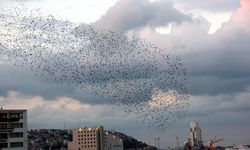 Gökyüzünde sığırcık şöleni