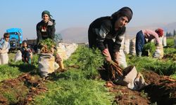 Zorlu hasat: Havuç tarlada 5 TL’den Türkiye’nin dört bir yanına satılıyor