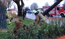 Maltepe'de devrilen ağaç itfaiye ekipleri tarafından kaldırıldı