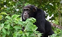 Maymunların 'sosyal hafıza'ya sahip olduğu keşfedildi