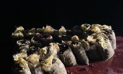 Sarıyer’de 4 buçuk ton kaçak midye ele geçirildi