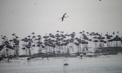İzmir'de sulak alanlardaki kış kuşu sayısında artış gözleniyor